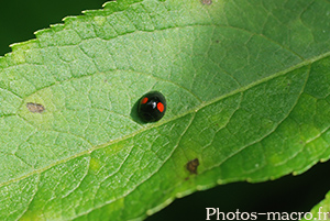 Chilocorus renipustulatus